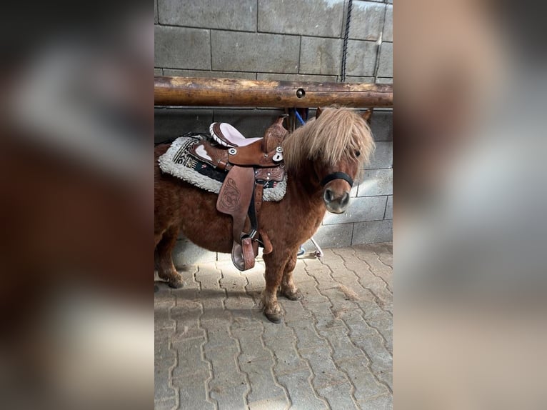 Shetland Castrone 10 Anni 85 cm  in Daleiden