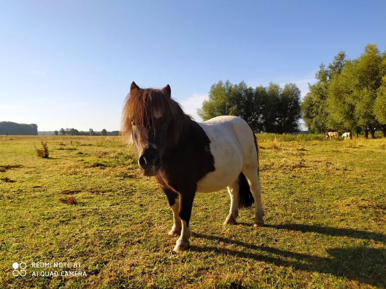 Shetland Castrone 10 Anni 91 cm Baio scuro in Rahden