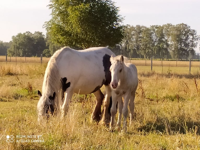 Shetland Castrone 10 Anni 91 cm Baio scuro in Rahden