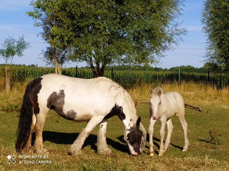 Shetland Castrone 10 Anni 91 cm Baio scuro in Rahden