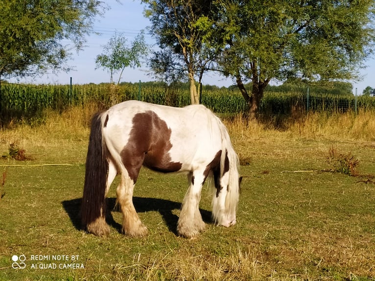 Shetland Castrone 10 Anni 91 cm Baio scuro in Rahden