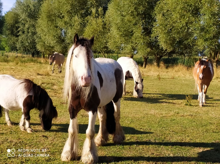 Shetland Castrone 10 Anni 91 cm Baio scuro in Rahden