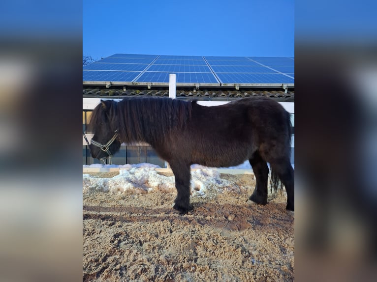 Shetland Castrone 11 Anni 105 cm Morello in Wenden
