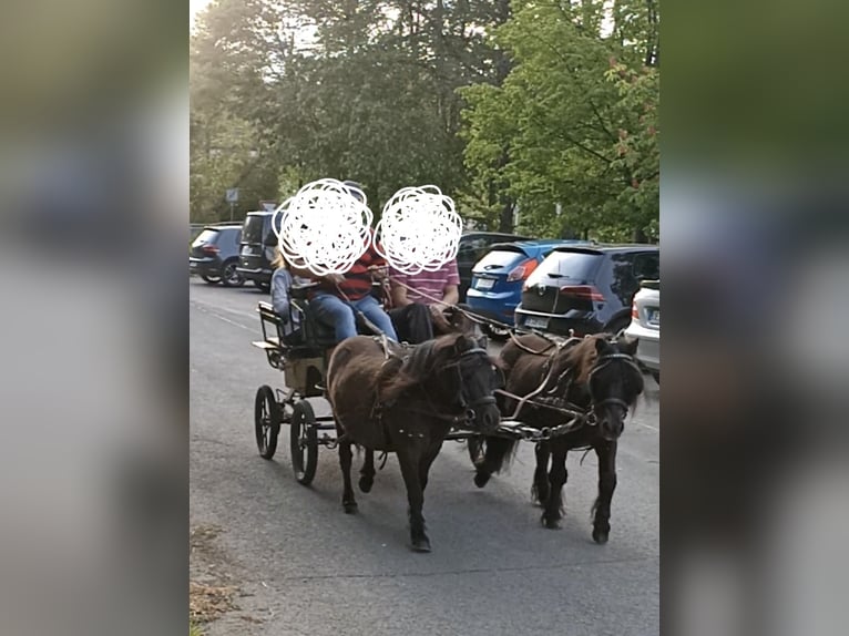 Shetland Castrone 11 Anni 105 cm Morello in Wenden