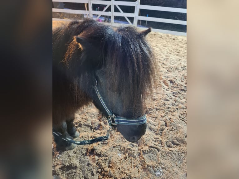 Shetland Castrone 11 Anni 105 cm Morello in Wenden