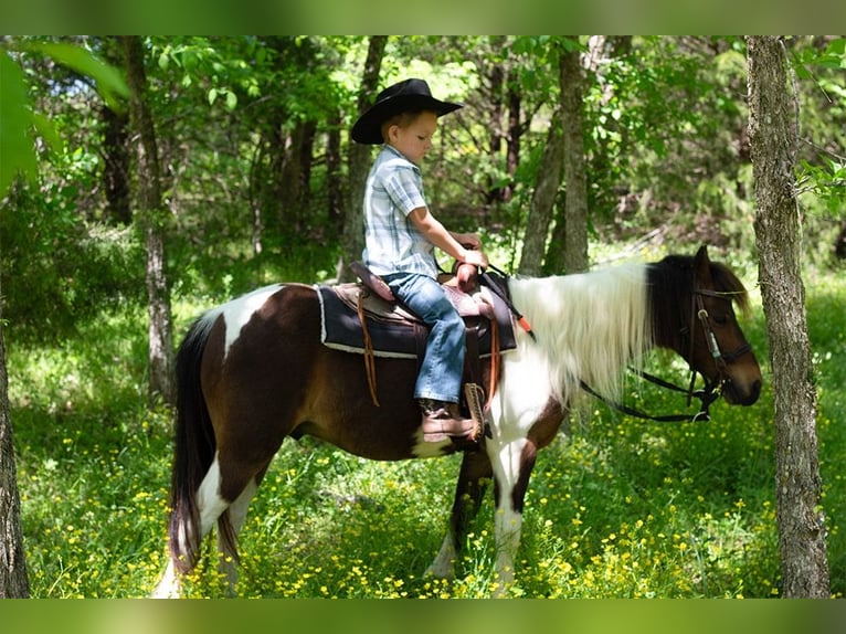 Shetland Castrone 11 Anni 117 cm Pezzato in Rogersville, MO