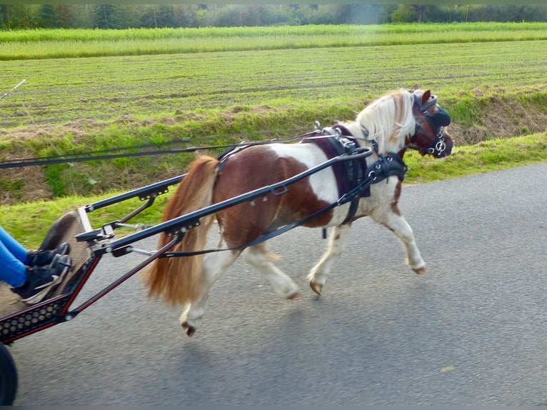 Shetland Castrone 11 Anni 93 cm Pezzato in Halle