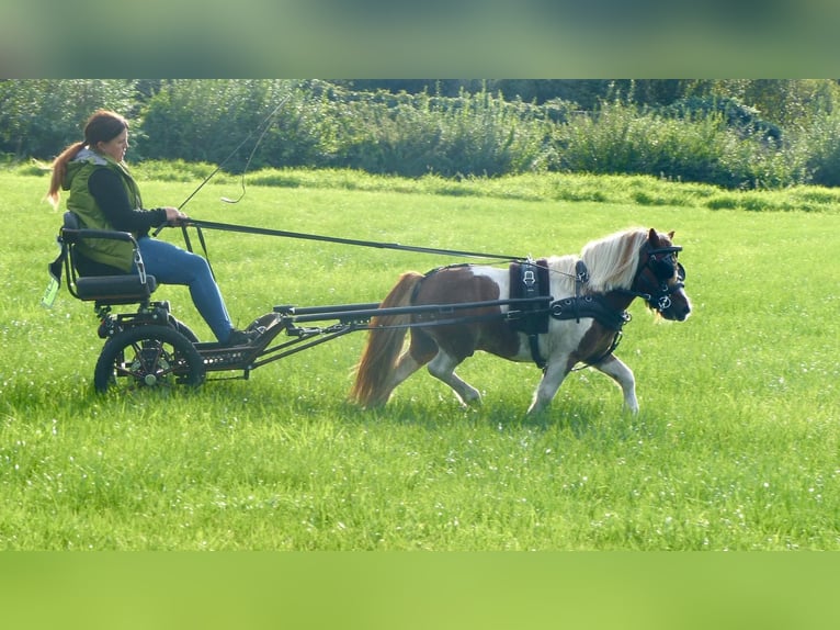 Shetland Castrone 11 Anni 93 cm Pezzato in Halle