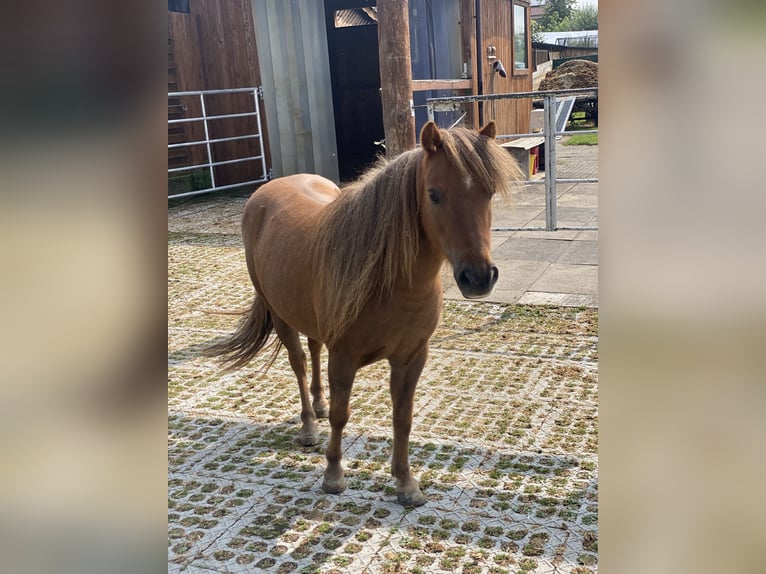 Shetland Castrone 12 Anni 100 cm Sauro scuro in Edermünde