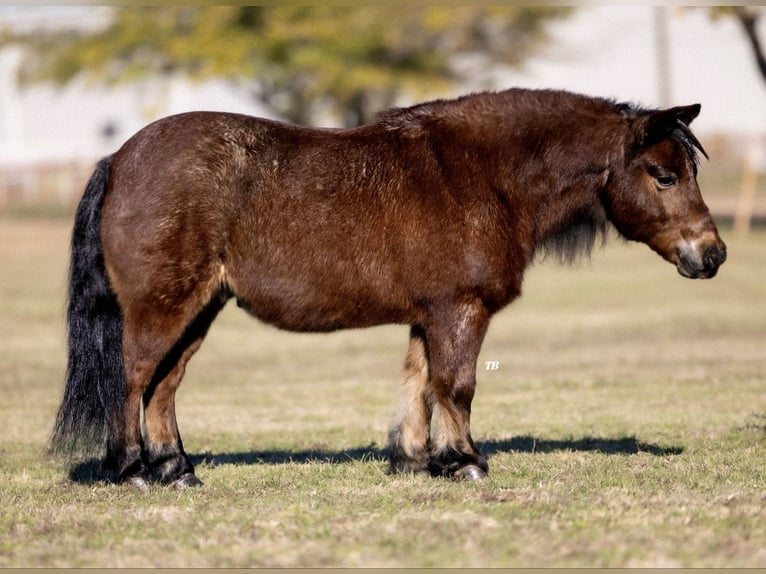 Shetland Castrone 12 Anni 102 cm Baio roano in Weatherford, TX