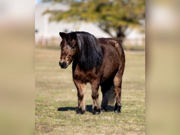 Shetland Castrone 12 Anni 102 cm Baio roano in Weatherford, TX