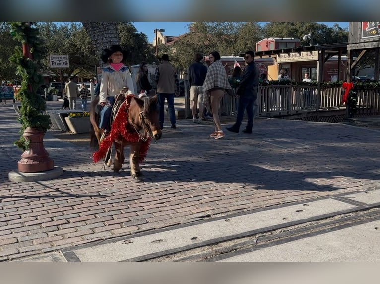 Shetland Castrone 12 Anni 102 cm Baio roano in Weatherford, TX