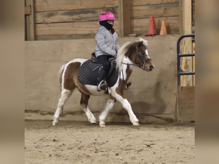 Shetland Castrone 12 Anni 102 cm Pezzato in Howell