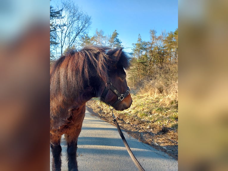 Shetland Castrone 12 Anni 105 cm Baio scuro in Siegbach