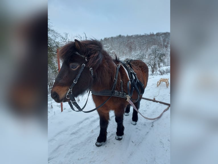 Shetland Castrone 12 Anni 105 cm Baio scuro in Siegbach