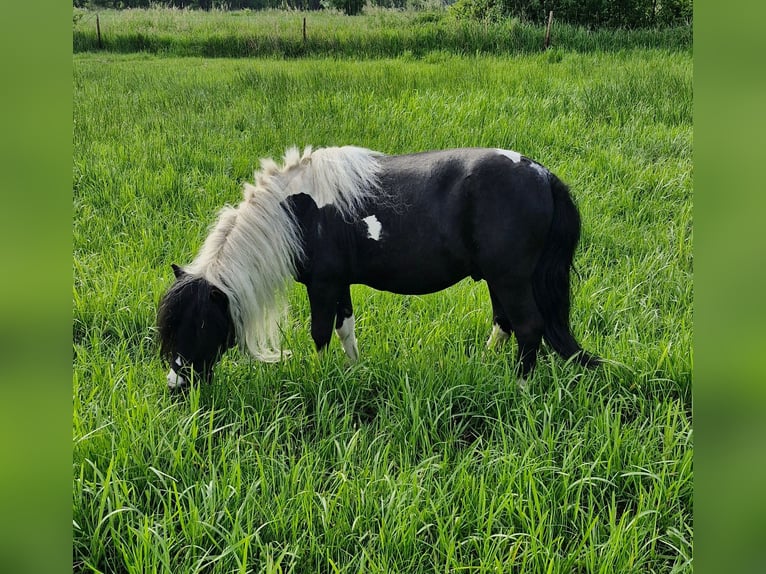 Shetland Mix Castrone 12 Anni 105 cm Pezzato in Westerstede