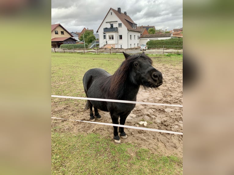 Shetland Castrone 12 Anni 108 cm Morello in Volkmarsen