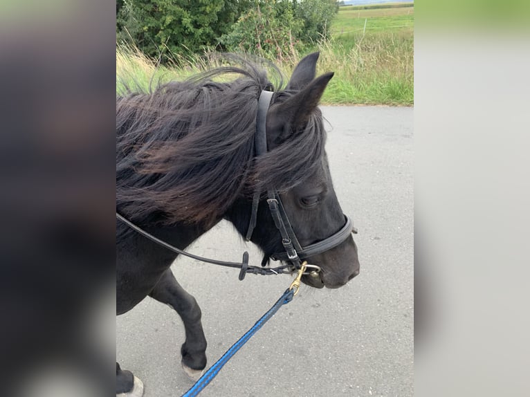 Shetland Castrone 12 Anni 108 cm Morello in Volkmarsen