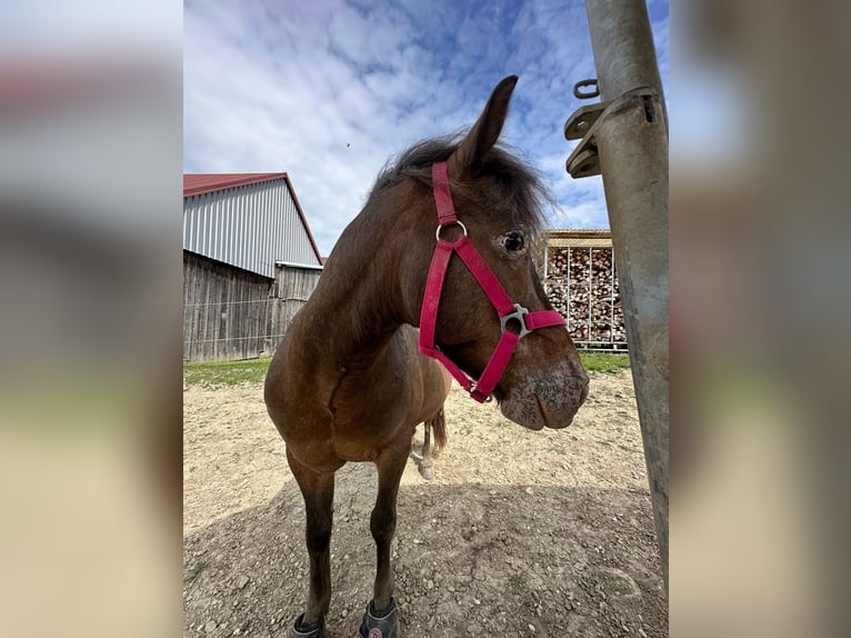 Shetland Mix Castrone 12 Anni 114 cm in Oberhautzental