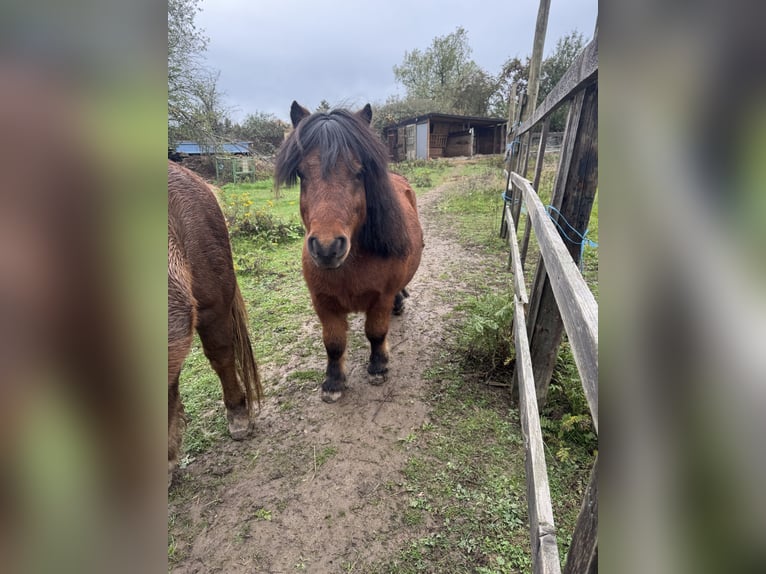 Shetland Castrone 12 Anni 80 cm Baio in Droyßig