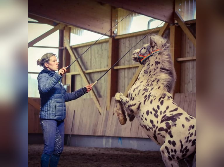 Shetland Castrone 12 Anni 95 cm Leopard in maiche