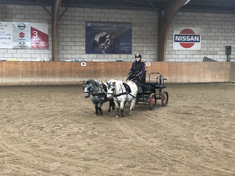 Shetland Castrone 12 Anni 96 cm Leopard in Ober Olm