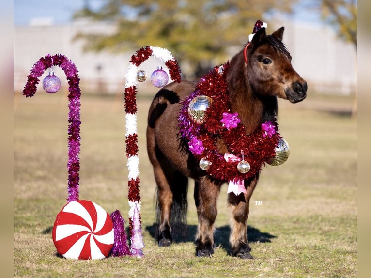 Shetland Castrone 13 Anni 102 cm Baio roano in Weatherford, TX