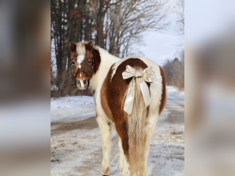 Shetland Castrone 13 Anni 102 cm Pezzato in Howell