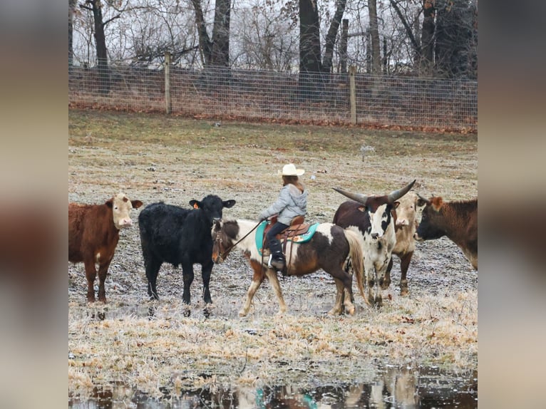 Shetland Castrone 13 Anni 102 cm Pezzato in Howell
