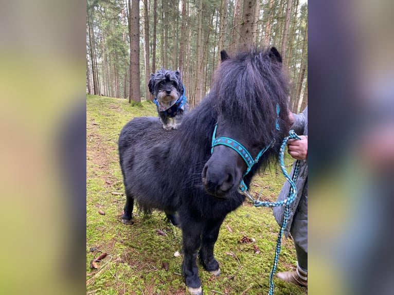 Shetland Castrone 13 Anni 103 cm Morello in Kröning