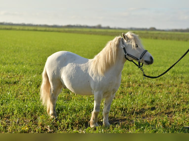 Shetland Castrone 13 Anni 105 cm Grigio in Geilenkirchen
