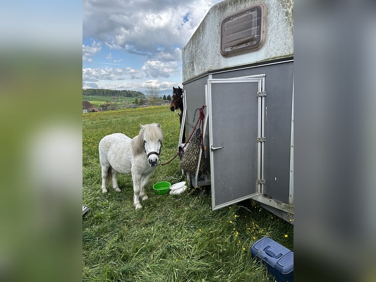 Shetland Castrone 13 Anni 105 cm Grigio in Schüpfen