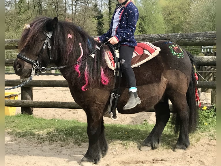 Shetland Castrone 13 Anni 108 cm Morello in Hamburg Duvenstedt