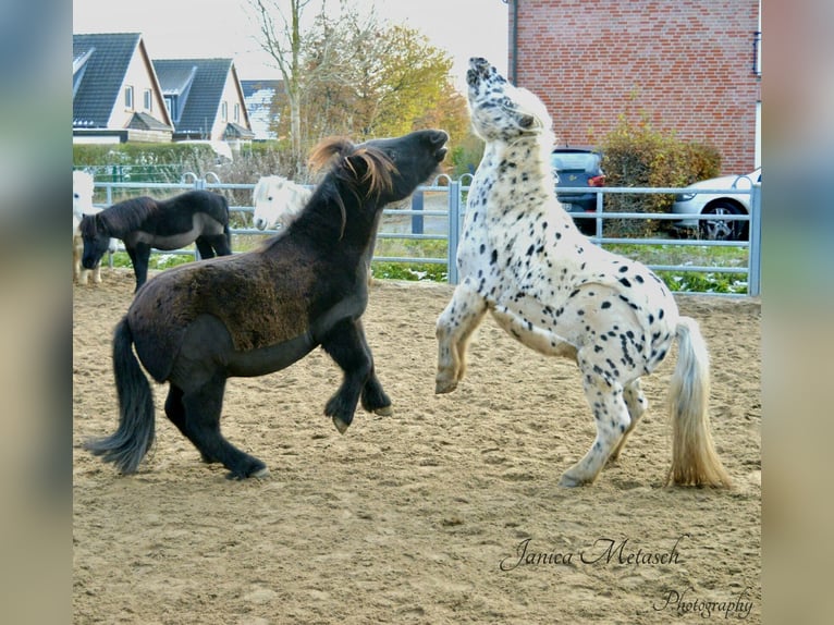 Shetland Castrone 13 Anni 108 cm Morello in Hamburg Duvenstedt