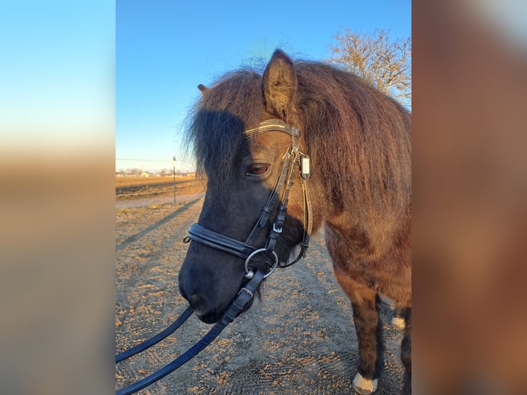 Shetland Castrone 13 Anni 110 cm Morello in Oberostendorf