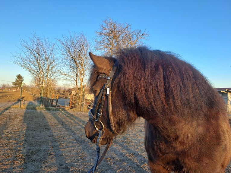 Shetland Castrone 13 Anni 110 cm Morello in Oberostendorf