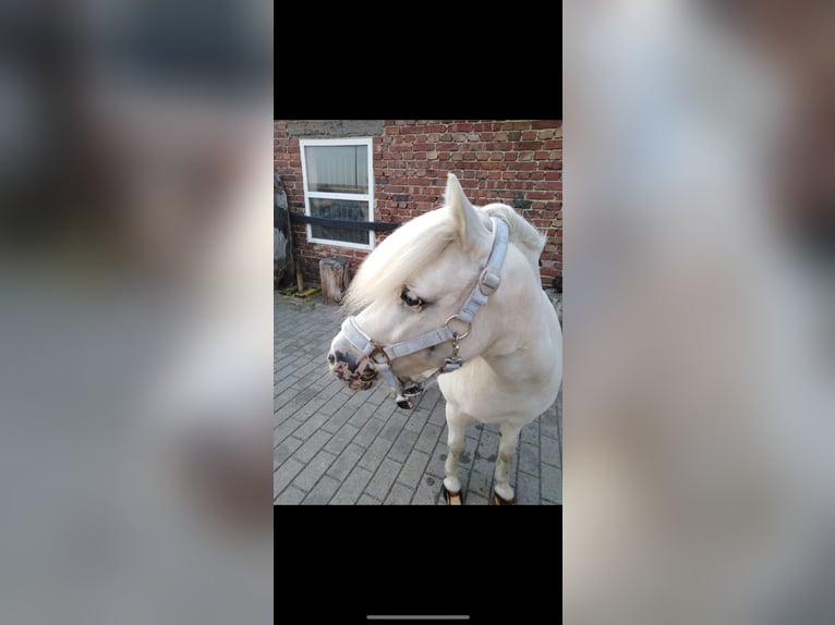 Shetland Castrone 14 Anni 103 cm Grigio in Mettingen