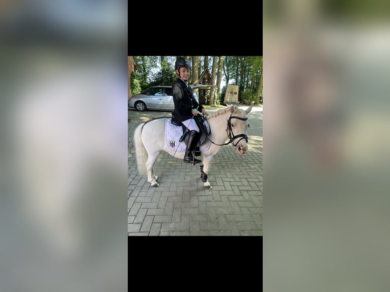 Shetland Castrone 14 Anni 103 cm Grigio in Mettingen