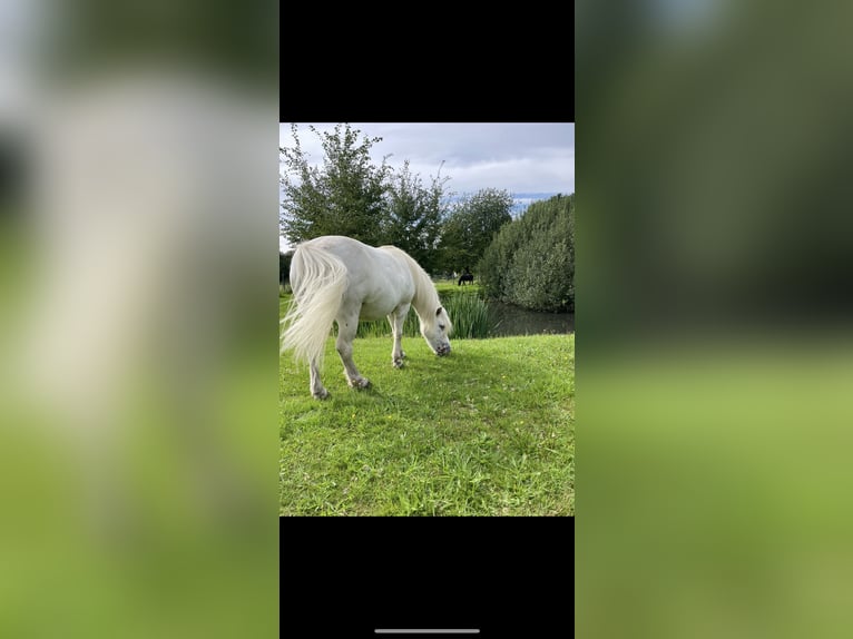 Shetland Castrone 14 Anni 103 cm Grigio in Mettingen