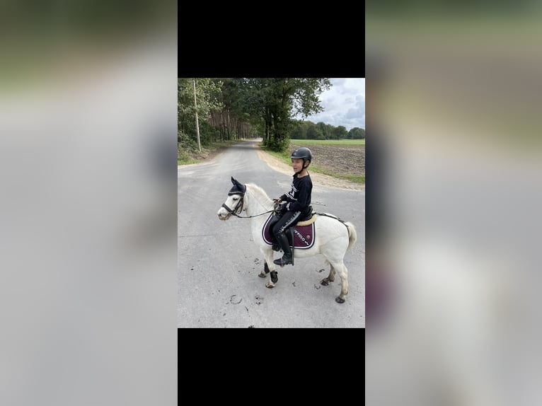 Shetland Castrone 14 Anni 103 cm Grigio in Mettingen