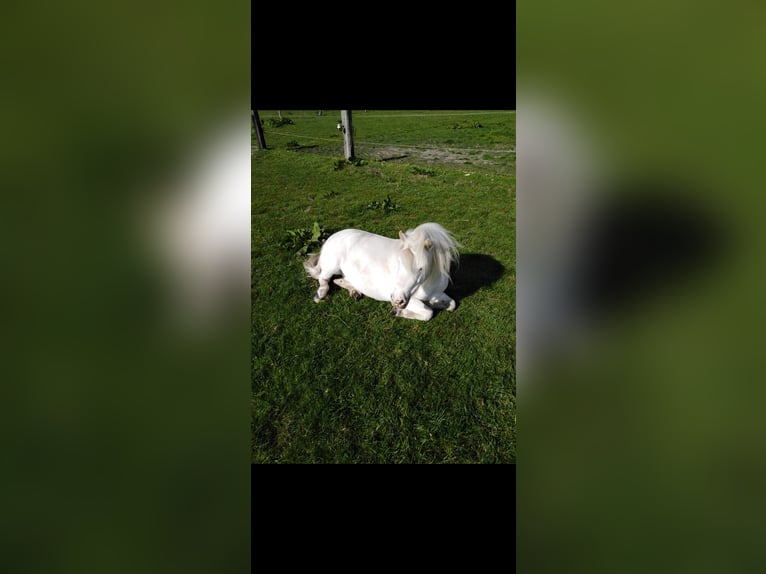 Shetland Castrone 14 Anni 103 cm Grigio in Mettingen