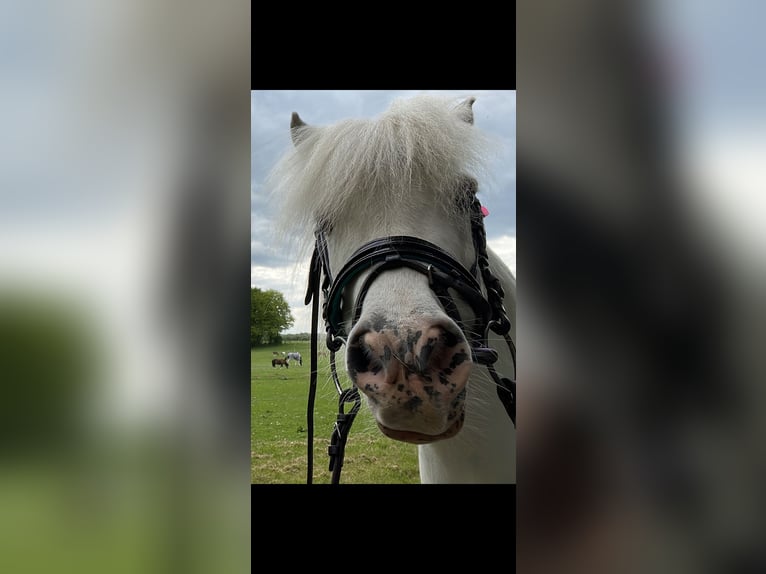 Shetland Castrone 14 Anni 103 cm Grigio in Mettingen