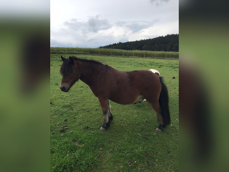 Shetland Castrone 14 Anni 110 cm Baio in Ochsenhausen