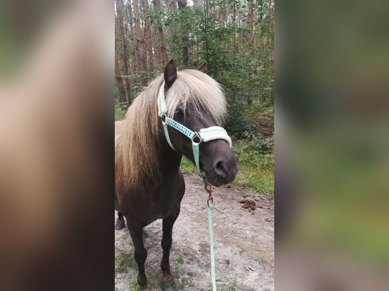 Shetland Mix Castrone 14 Anni 110 cm  in Großbeeren