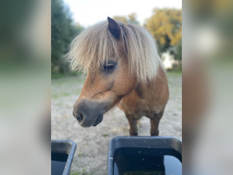 Shetland Castrone 14 Anni 88 cm Sauro in Wangerland