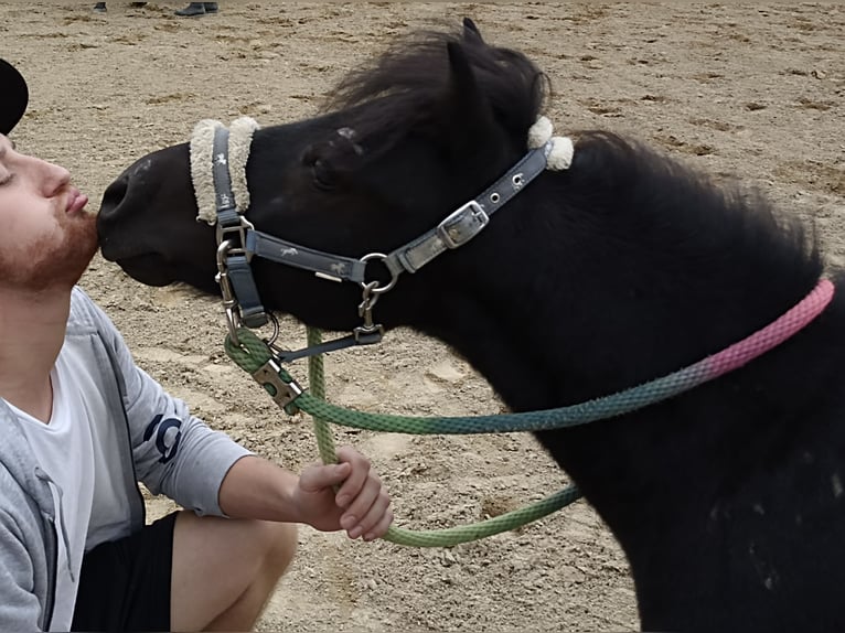 Shetland Castrone 14 Anni Morello in Kumhausen