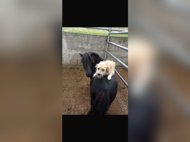 Shetland Castrone 14 Anni Morello in Kumhausen