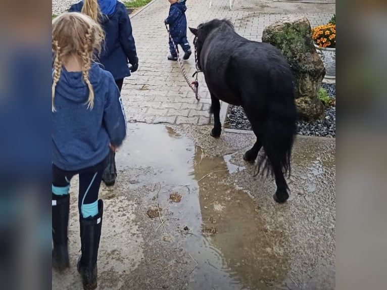 Shetland Castrone 14 Anni Morello in Kumhausen