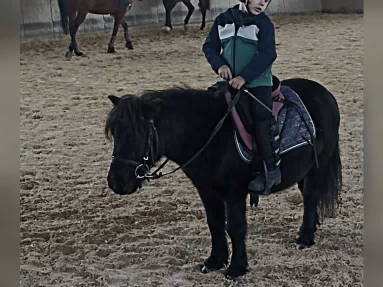 Shetland Castrone 14 Anni Morello in Kumhausen