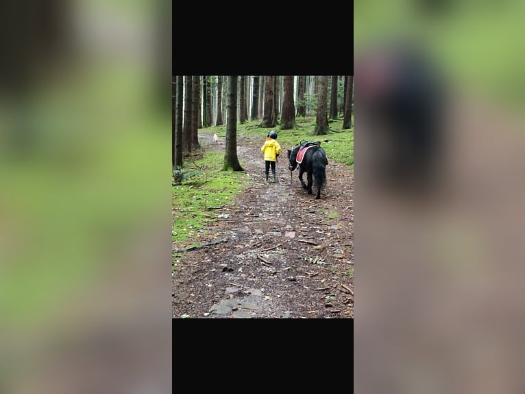 Shetland Castrone 14 Anni Morello in Kumhausen